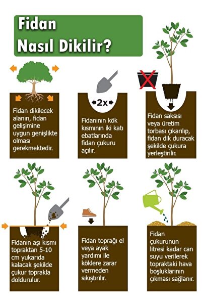 Floramut Tüplü Yarı Bodur Kurutmalık Reçellik Mürdüm Erik Fidanı