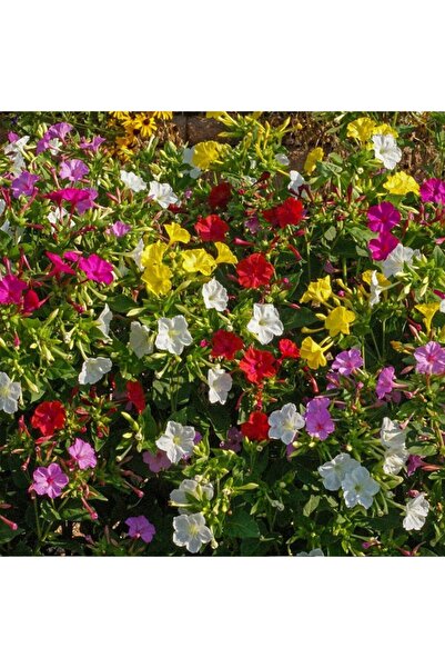 Floramut Akşam Sefası Çiçeği Tohumu   10 Tohum