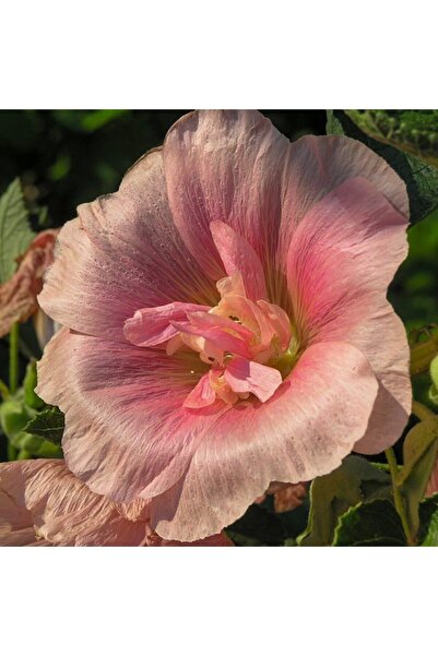 Floramut Gül Hatmi Çiçeği Tohumu   25 Tohum