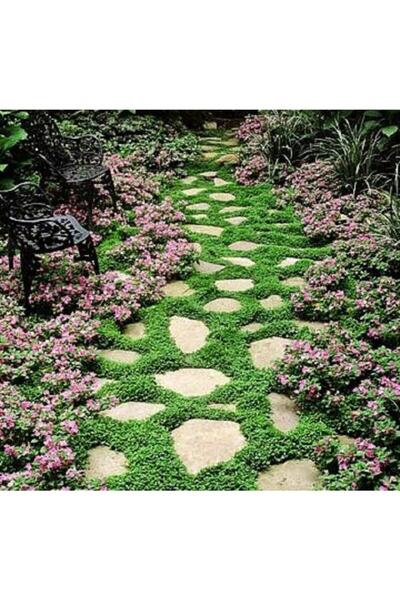 Ekodoğa Fare Kulağı Tohumu 100 Gr Çim Tohumu Yer Örtücü Yayılıcı Çim Dichondra Repens Fare Kulağı Çimi