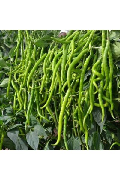 GARDENYA TOHUMCULUK 6 Adet Kıl Biber Fidesi