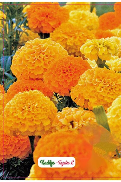 AGRODAL TARIM Kadife Çiçeği Tohumu