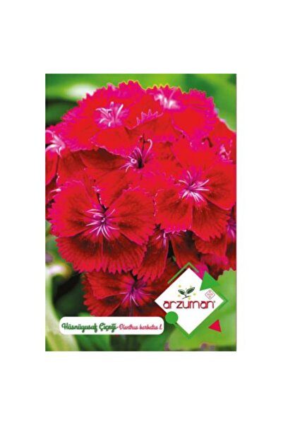 Ekodoğa Hüsnüyusuf Çiçeği 1 Paket (100 Adet Tohum) Hüsnü Yusuf Tohumu Çiçek Tohumları