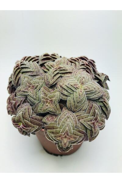 foliumbotanik Crassula Exilis Picturata Özel Tür Sukulent