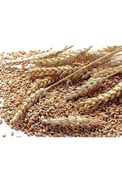 Ekodoğa Buğday 5 Kg Doğal Buğday Hormonsuz Ilaçsız Buğday Tavuk Yemi Güvercin Yemi Buğday Tohumu Buğday Çimi
