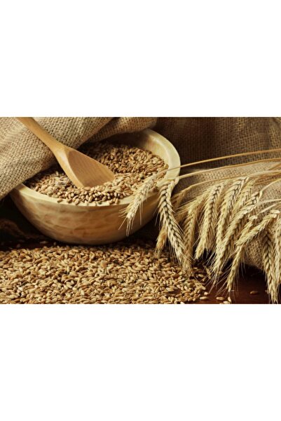 Ekodoğa Buğday 250 Gr Doğal Buğday Hormonsuz Ilaçsız Buğday Tavuk Yemi Güvercin Yemi Buğday Tohumu