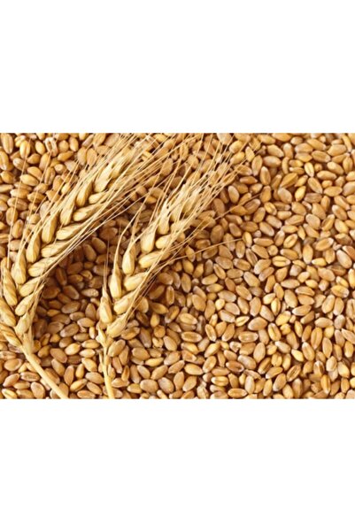 Ekodoğa Buğday 15 Kg Doğal Buğday Hormonsuz Ilaçsız Buğday Tavuk Yemi Güvercin Yemi Buğday Tohumu