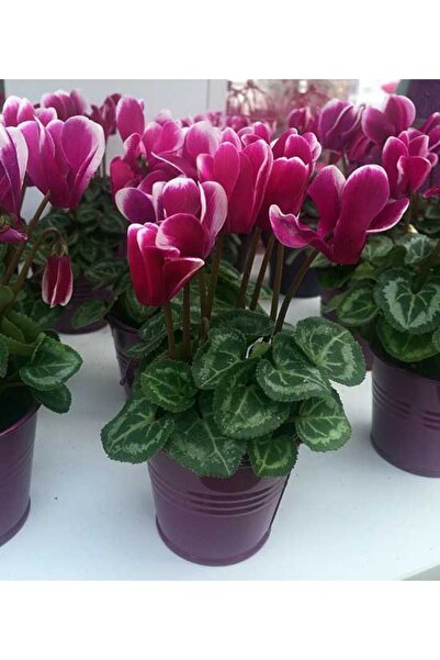 FMT TOHUMCULUK Bordo Renkli Sıklamen Çiçeği Soğanı 4 Adet