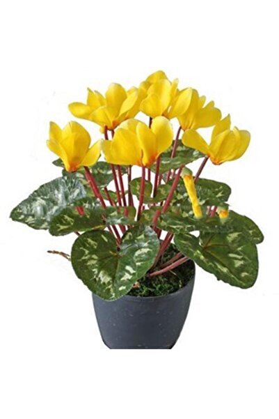 GARDENYA TOHUMCULUK 2 Adet Sarı Sıklamen Çiçek Soğanı