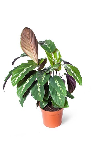 Genel Markalar Calathea Louisae | Dua Çiçeği 12cm Ø - Yeşil Bitki