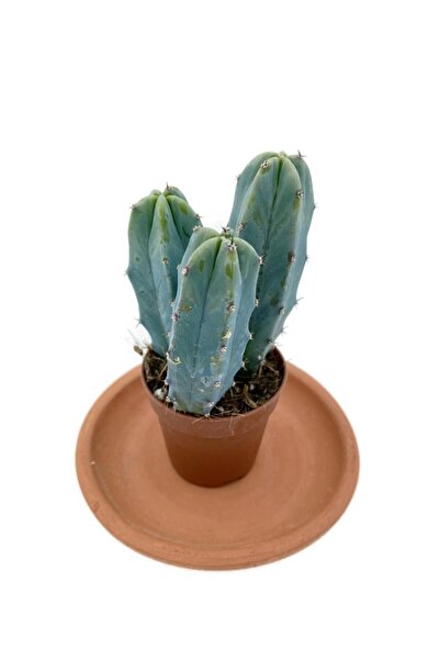 NADİR KAKTÜS Myrtillocactus Geometrizans Kaktüs