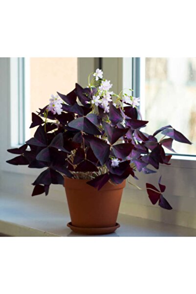 Berceste Peyzaj tasarım Oxalis Triangularis, Mor Süs Yoncası