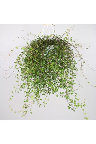 Muehlenbeckia - Australian Ivy (in hanging pot)