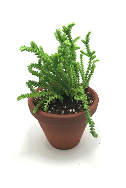 Sukulent Çeşitleri El Yapımı Toprak Saksıda Prenses Çamı (10 Cm Saksı)