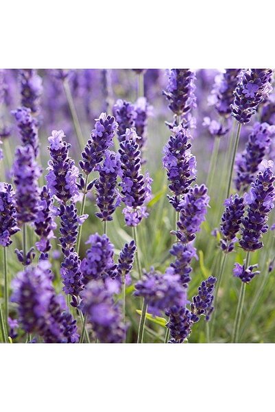 Ziraat Evim Lavanta Çiçeği Çiçek Tohumu 100 Adet