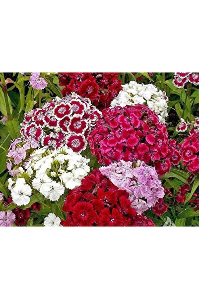 Ziraat Evim Karışık Renkli Hüsnüyusuf Çiçeği Tohumu 100 Adet