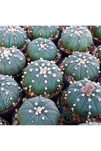 Toptan Kaktüs Astrophytum Asterias serisi 1 adet nadir koleksiyon kaktüs 5.5 cm kahverengi saksıda