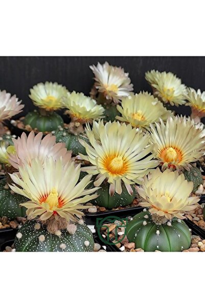 Toptan Kaktüs Astrophytum Asterias serisi 1 adet nadir koleksiyon kaktüs 5.5 cm kahverengi saksıda