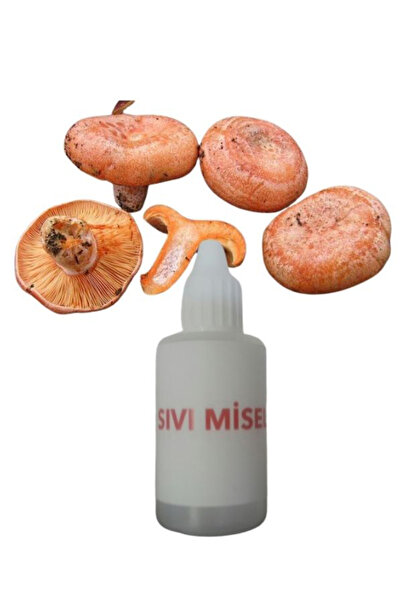 AMAZON TOHUM Kanlıca Mantarı Çintar Çam Melki Mantarı Sıvı Miseli 30cc