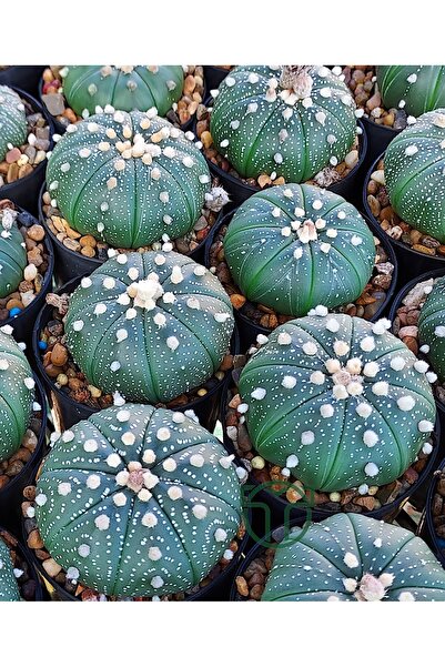 Toptan Kaktüs Astrophytum Asterias serisi 1 adet nadir koleksiyon kaktüs 5.5 cm kahverengi saksıda