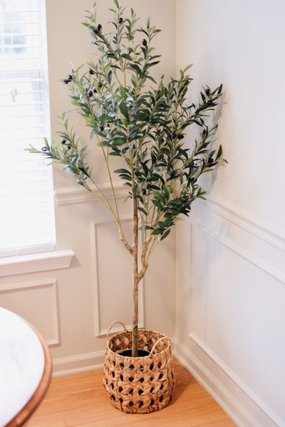 Garden Online Gemlik Trilye Zeytin Fidanı - 4/5 Yaş Zeytin Fidanı Dekoratif S...