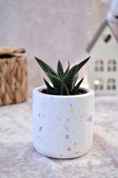 Bİ DOLU DÜKKAN Мини саксия Terrazzo| Саксия за сукуленти и кактуси (с растение)