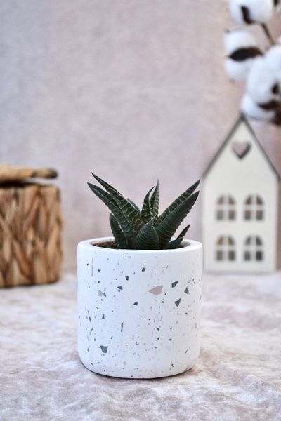 Bİ DOLU DÜKKAN Мини саксия Terrazzo| Саксия за сукуленти и кактуси (с растение)