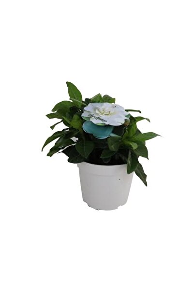 körfezgardens Gardenya Yoğun Kokulu Gardenia Jasmionides Ev Ofis Salon Bitkis...