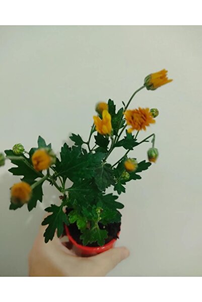 SARMASK 20 Adet Kasimpati Cicegi Fidesi (10-15 CM) Tomurcuklu Turuncu -sari -kirmizi-beyaz Renkler