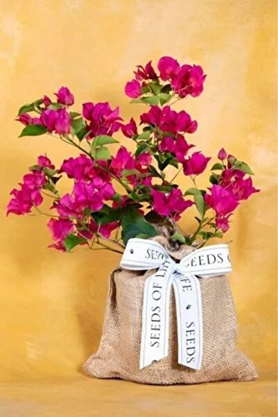 ÇİÇEKFLİX Begonvil bodur fidesi fuşya 20-25cm minik dikime hazır/suan çiçeksi...