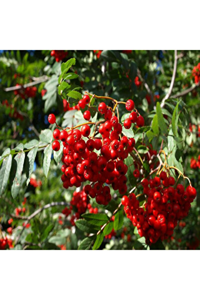 E-fidancim Doğal Üvez Tohumu(10 tohum)