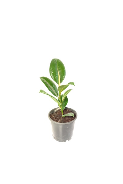 GARDENYAÇİÇEKÇİLİK Kauçuk Bitkisi (ficus Elastica) Tek Gövdeli (30-40 cm )