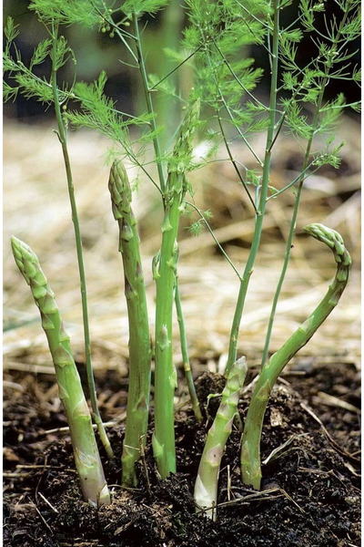 Floramut Çok Yıllık Kuşkonmaz Fidesi-10 (asparagus seedling)