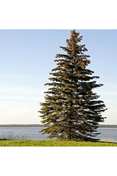 E-fidancim Picea Abies Batı Ladini Tohumu (500 tohum)