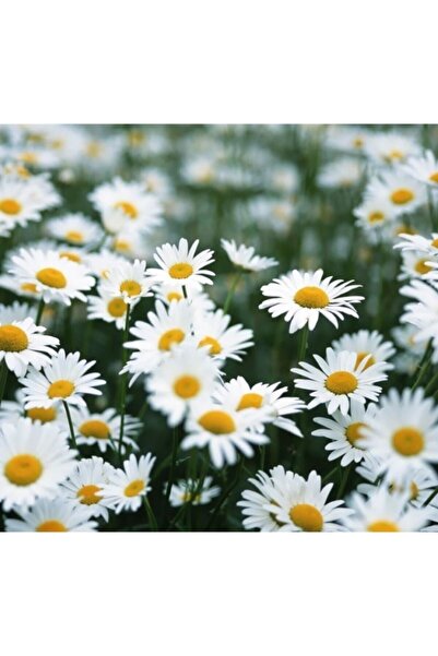 Tohumcumm 50 Adet Tohum Nadir Beyaz Yayılıcı Kır Papatya Çiçeği Tohumu Organi...