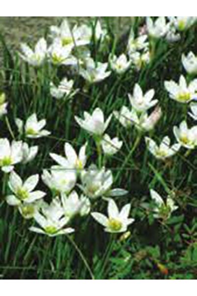 Genel Markalar 2 Adet Beyaz Yağmur Zambağı Soğanı ( Yağmur Zambak Yumrusu )