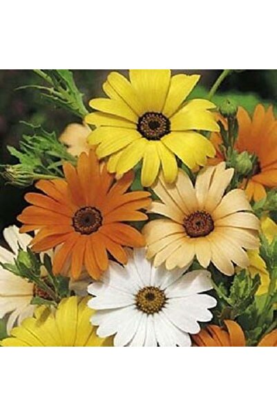 E-fidancim Karışık Renkli Afrika Papatyası Çiçeği Tohumu(50 tohum)