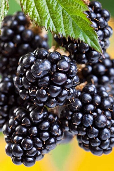 ÇİÇEKFLİX Böğürtlen Fidani Dikensiz 100-120 Cm (açık Kök) Dikime Hazir