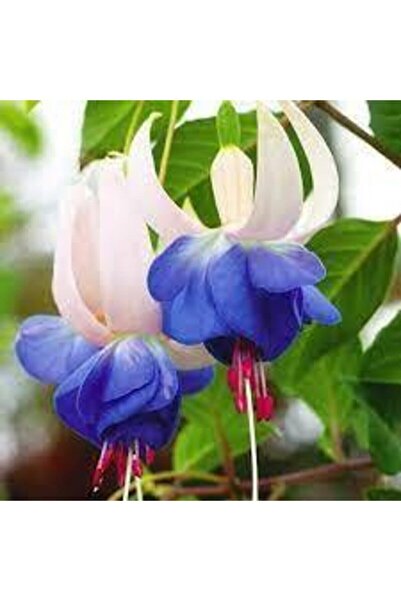 Tohumcumm 10 Adet Tohum Nadir Mavi Küpeli Çiçeği Tohumu Mavi Küpeli Çiçek