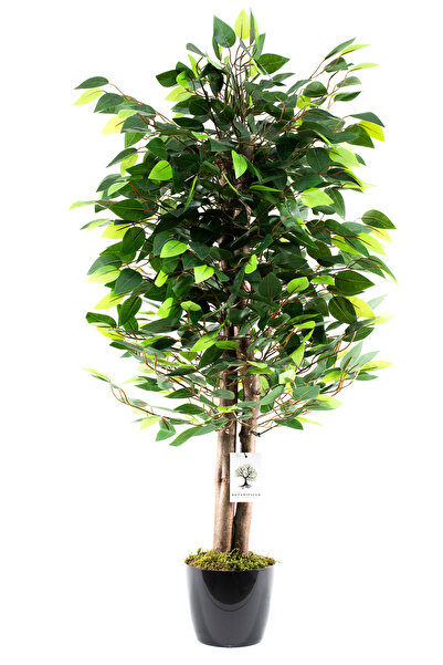 BotaniFicus Siyah Saksıda 110 Cm Yoğun Yapraklı Benjamin Ağacı