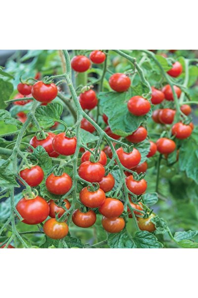 Ziraat Evim Yerli Çeri Domates Tohumu 100 Adet