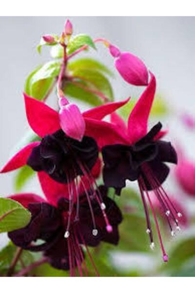 Tohumcumm 10 Adet Tohum Nadir Bulunan Siyah Küpeli Çiçeği Çiçek Tohumu Hediye...