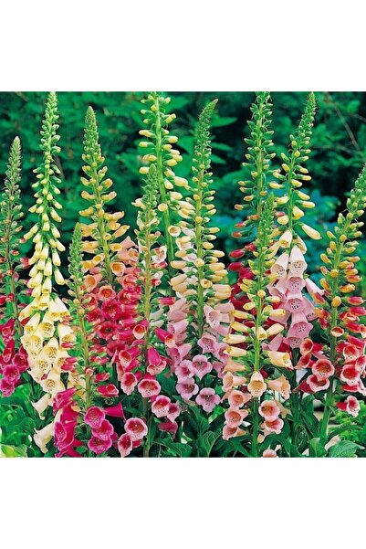 Tohumcumm 50 Adet Tohum Yüksük Otu Çiçeği Tohumu Çiçek Tohumları Sürpriz Hedi...