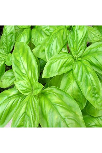 Genel Markalar Geniş İri Yapraklı Genovese Fesleğen Tohumu 100 Adet