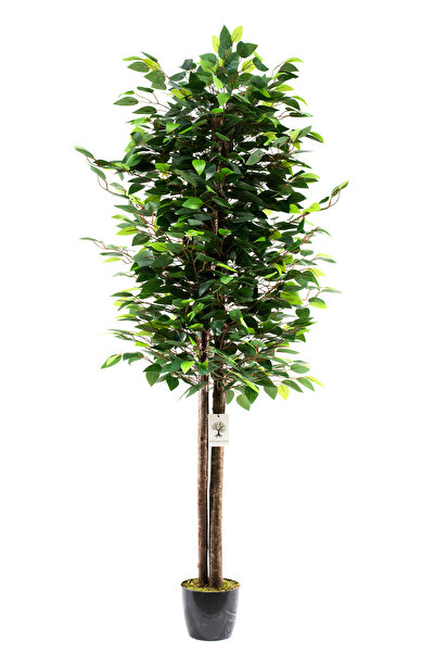 BotaniFicus Siyah Saksıda 150 Cm Yoğun Yapraklı Benjamin Ağacı