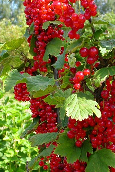 Tohumcumm 10 Adet Tohum Organik Doğal Kırmızı Frenk Üzümü Tohumu Dağ Frenk Üz...