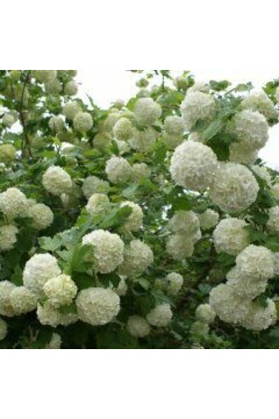 Snowball sapling 30-40 cm tall