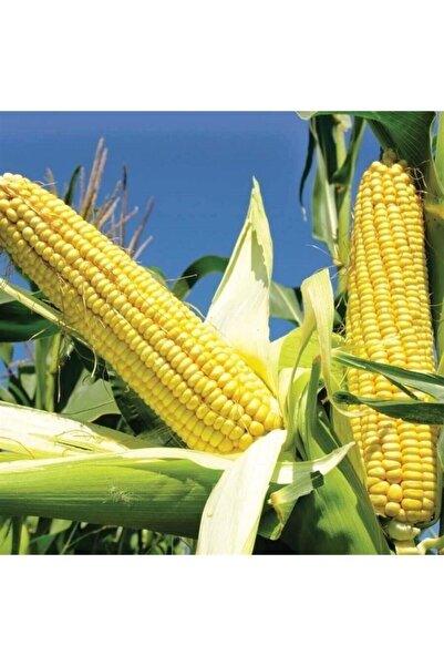 Tohumcumm 400 Adet Tohum Eko Paket Süt Mısır Süt Mısır Tohumu Darı Tohumu Mıs...