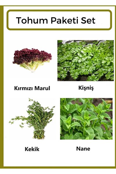 Ziraat Evim Yerli Kırmızı Marul- Kişniş- Kekik- Nane Tohumu 1000 Adet