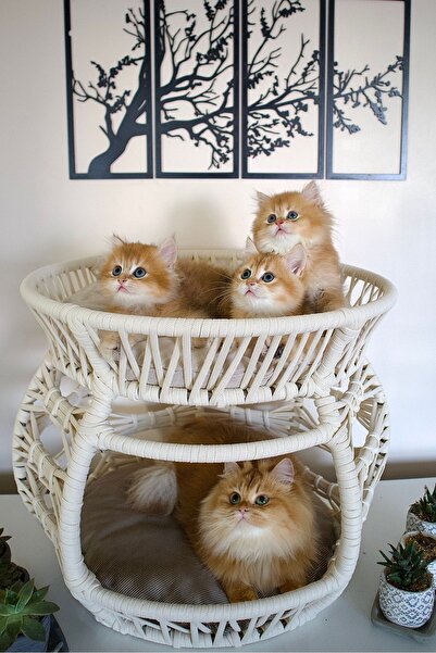 lüxperi Krem Rengi Çift Katlı Kedi Yatağı